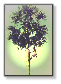 toddy.jpg (23202 bytes)